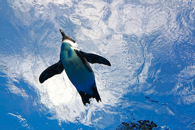 サンシャイン水族館のそらとぶペンギン