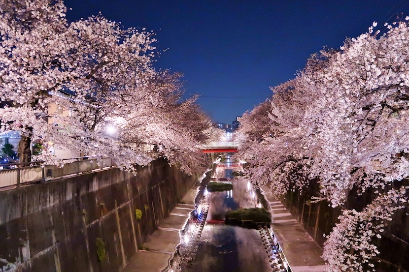 石神井川桜並木