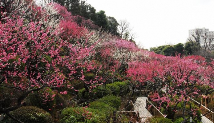 花暦と梅園